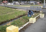 花壇の草取り