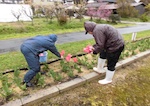 チューリップの花取り
