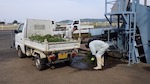 幹線排水路の清掃：ゴミの除去運搬