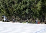 幹線排水路内　倒竹撤去処理