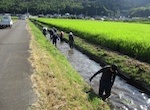 幹線排水路清掃・草刈含む