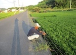 幹水田鳥獣害防止電気柵設置　補強