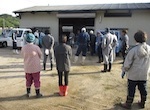 水田鳥獣害防止電気柵撤去