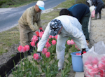 チューリップの花取り・照明撤去