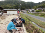 チューリップ球根取り