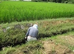 排水路泥上げ(個人作業）