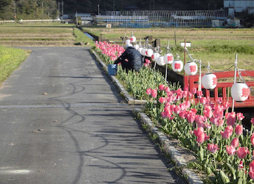 チューリップの花取り・照明撤去