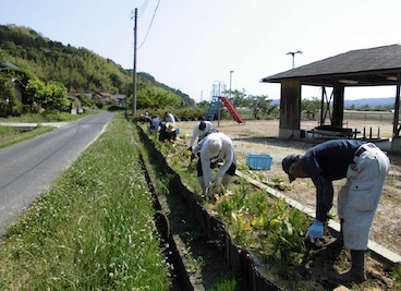 チューリップ球根取り