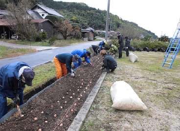 チューリップ球根植え