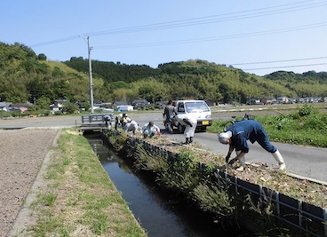 チューリップ球根取り