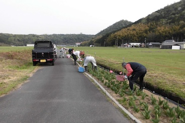 チューリップの花取り・照明撤去