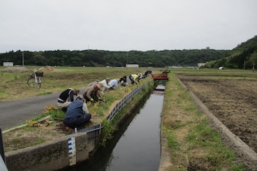 チューリップ球根取り